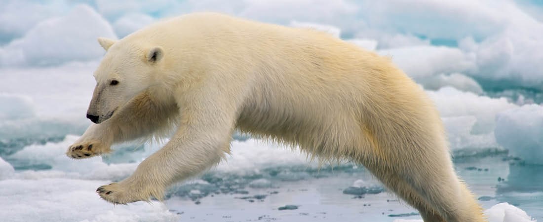 En isbjörn hoppar mellan två isblock.