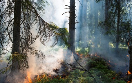 Skog som brinner med öppna lågor