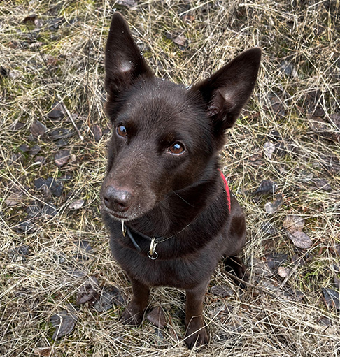 Hunden Copy med brun päls sitter ensam i det vissna gula gräset och tittar mot kameran.