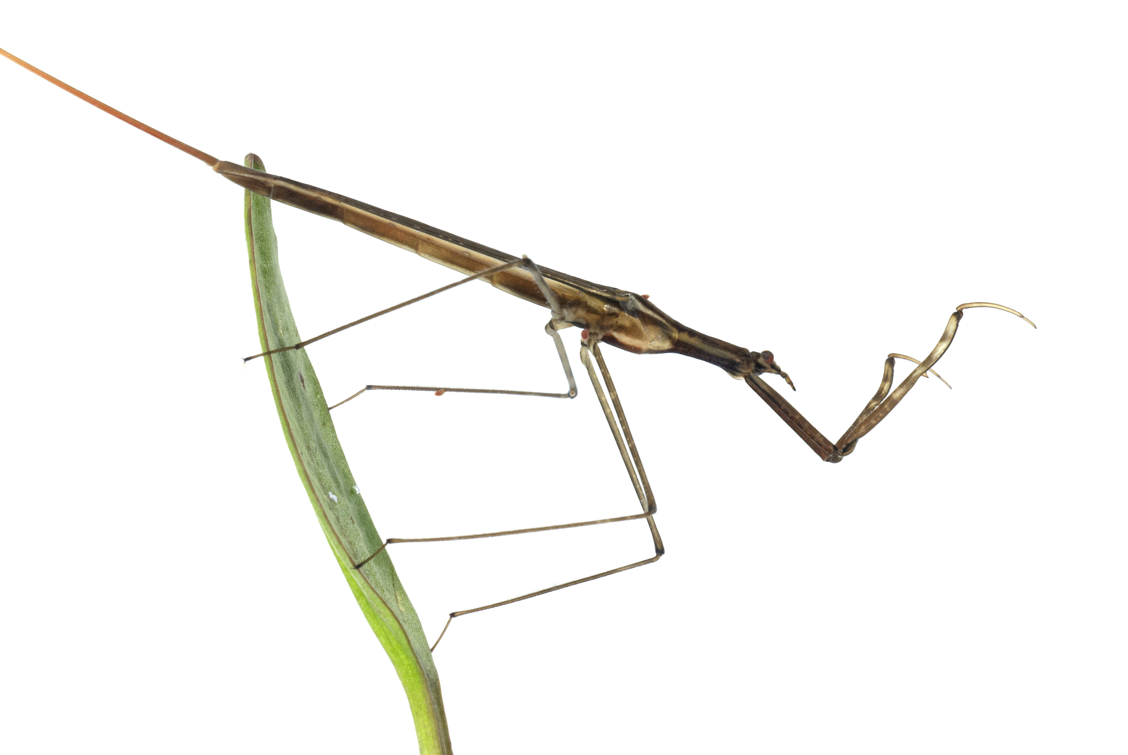 Vattenskorpion. 