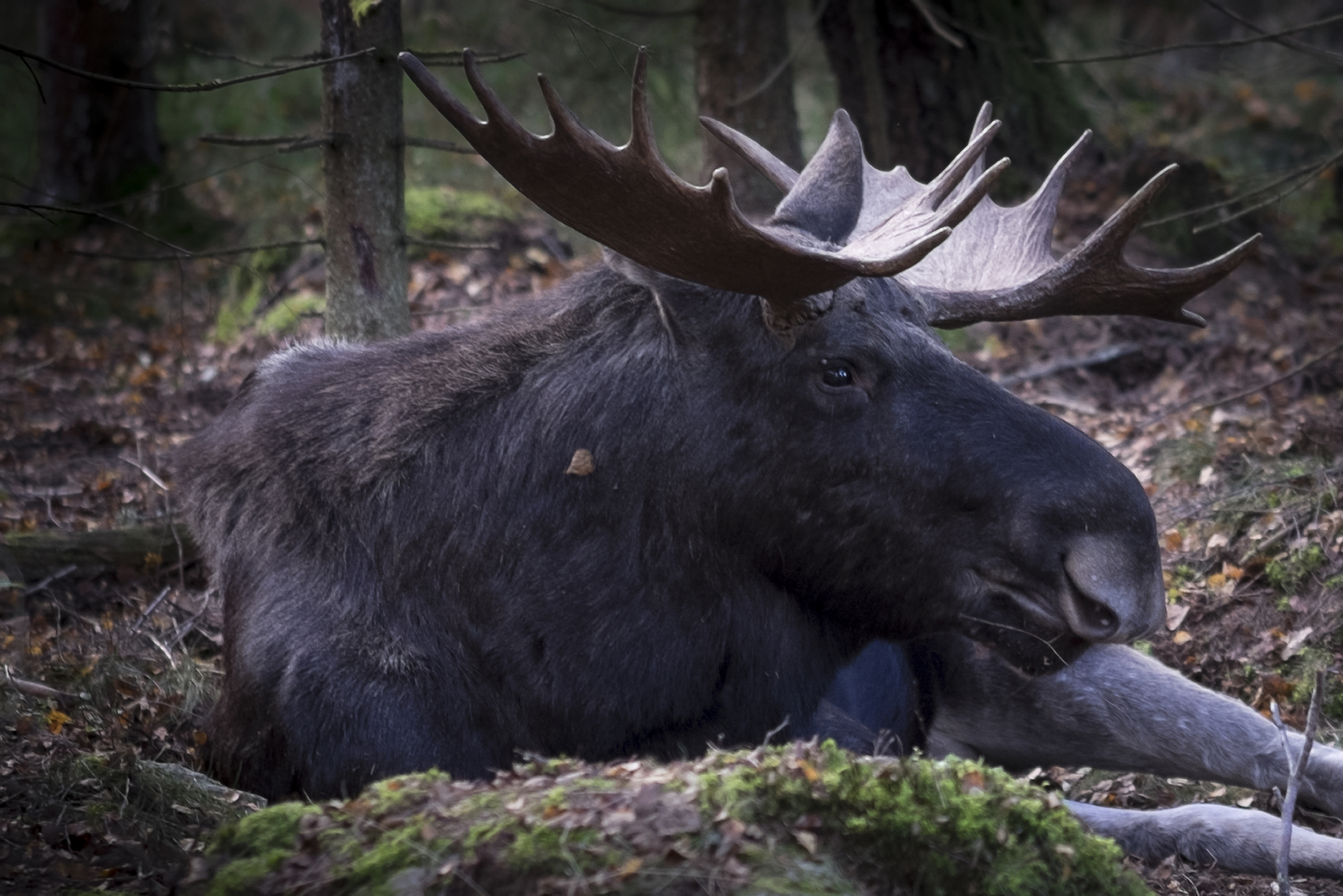 Älg i skogen.