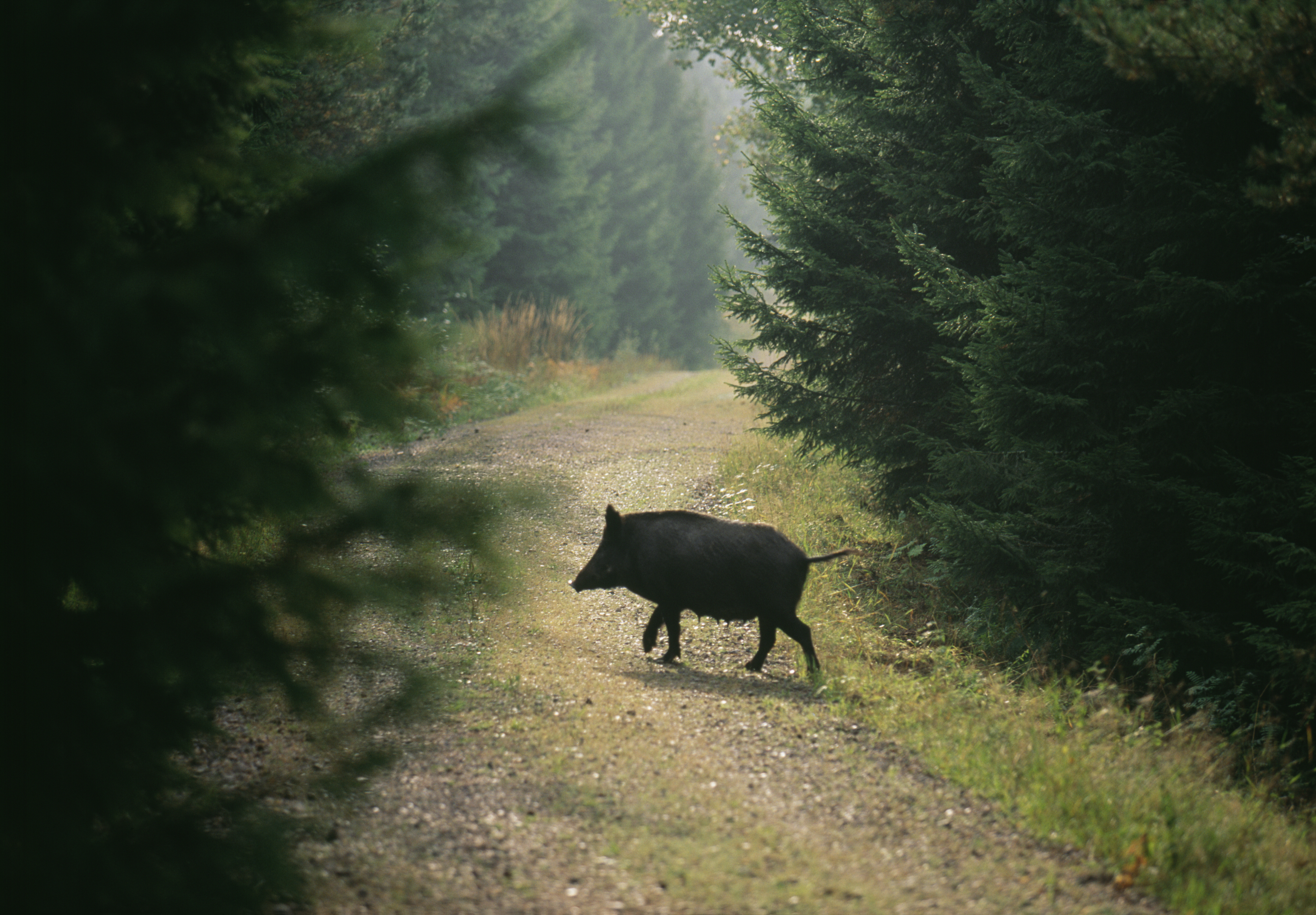 Vildsvin i skogen.