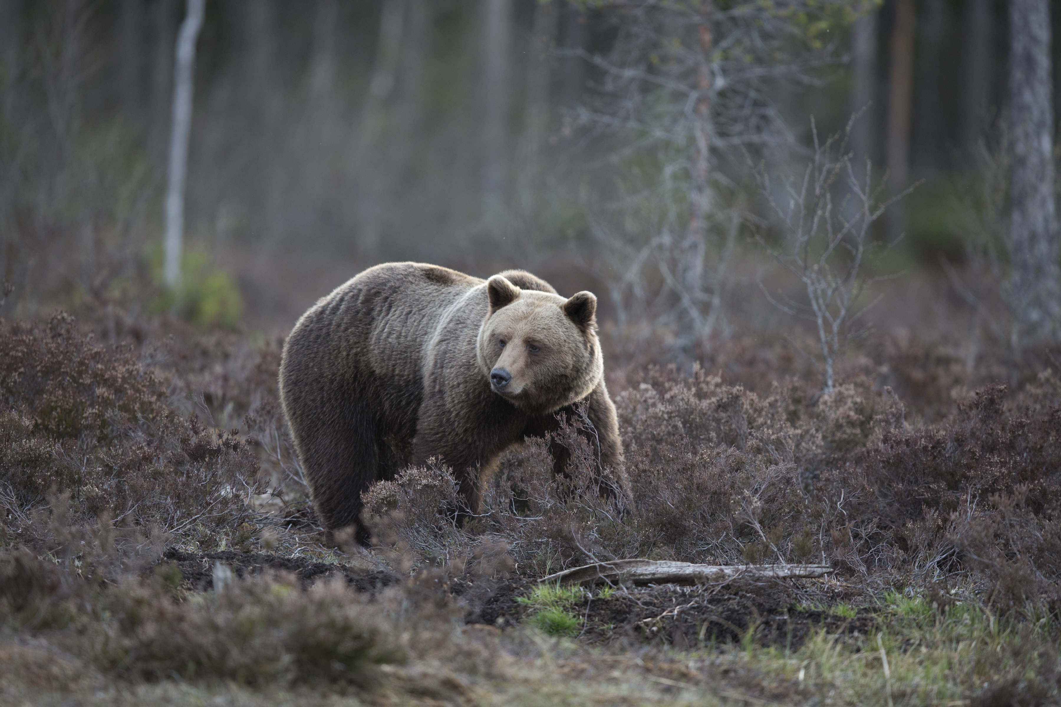 Björn i skogen.