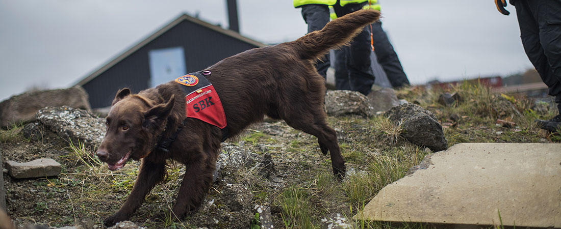 Räddningshund med röd sele.