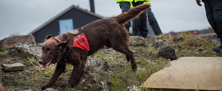 Räddningshund med röd sele.